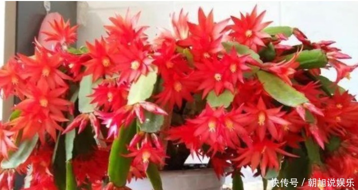 蟹爪|养了5年的蟹爪兰,竟发现是“假昙花”,比蟹爪兰漂亮100倍!