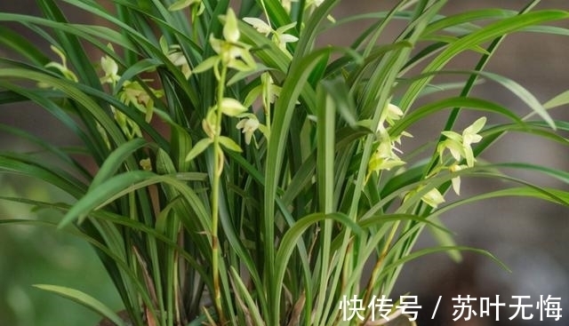 兰花想多冒芽?养护注意三动作,顺利春化,清香宜人小半年
