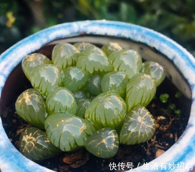 10种花,春天不能晒,躲屋里最安全!10种花,春天不能晒,躲屋里最安全!