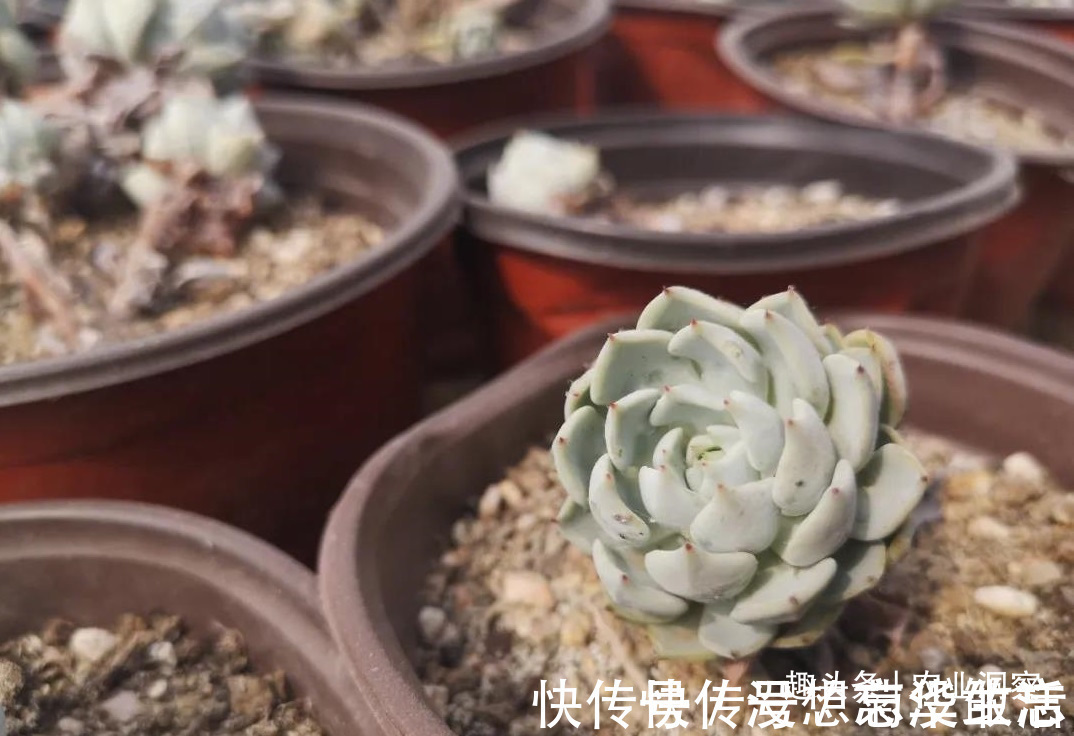 农村80后姑娘舍弃万元月薪,回老家大棚种这东西,没想到还很赚钱