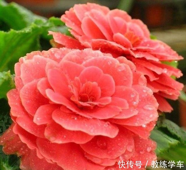 它号称“开花机器”，花开四季，好养易活，比“玫瑰、杜鹃”更美！