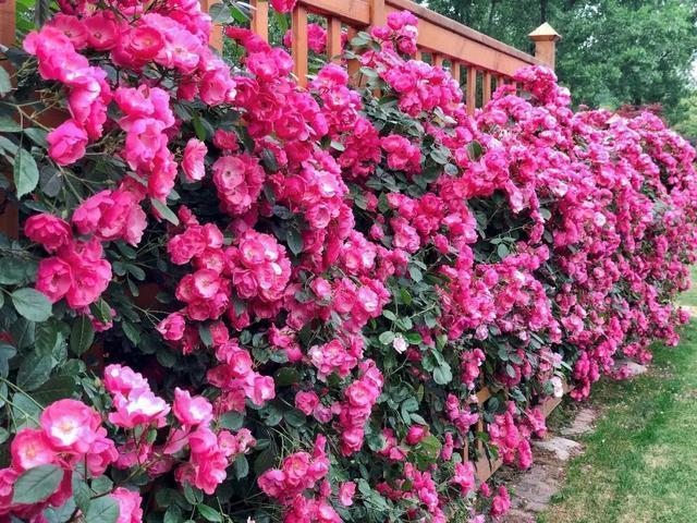 天冷了,3种花别“急着”搬进屋,在外“冻一冻”,开花又多又艳