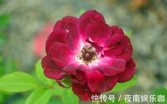 葡萄|喜欢养菊不如养盆“葡萄冰山”,株型饱满,花大色艳,适合盆栽养