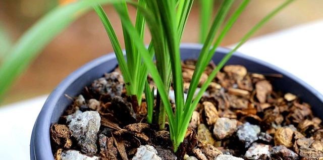 养兰花，想要长得壮，开花多，“这3点”缺一不可，别忽视