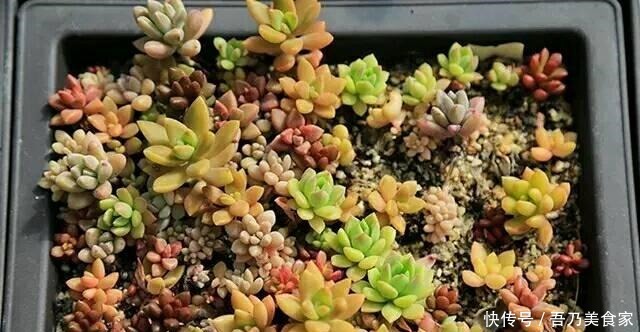 多肉植物度夏经验总结, 让家里的多肉平安过夏天!