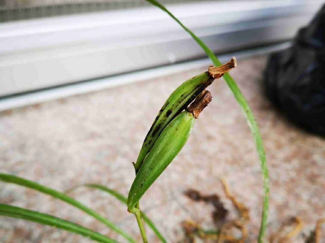 兰花龙蛋怎么形成的兰花龙蛋是龙根苗吗龙根苗和艺兰的关系