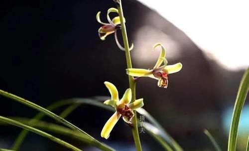 兰花可以用土来栽种吗？可以！但要分清三种两大类