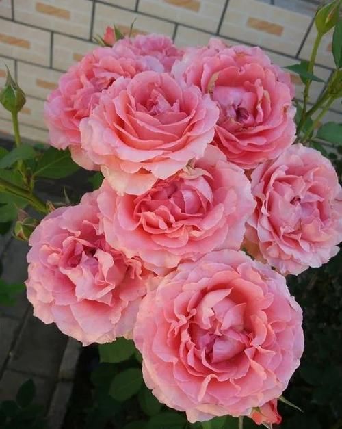 月季花老枝花朵已经开败,笋芽还全是花苞,该如何修剪?