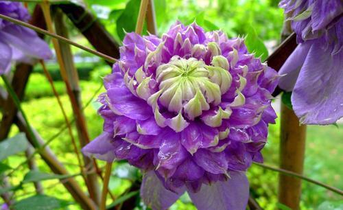 老妈养了5年的铁线莲，每年开春做好3件事，根系壮开花旺！