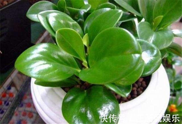 电脑宝贝|“电脑宝贝”豆瓣绿，比绿萝还好养，做好5点，肥厚紧凑，防辐射