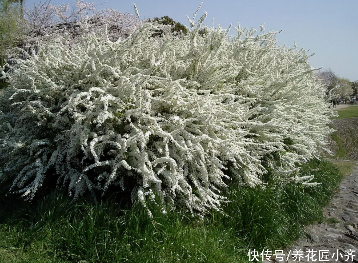 它是花园里的“高颜值”，春天开出1大片“雪花”，南方花友别买