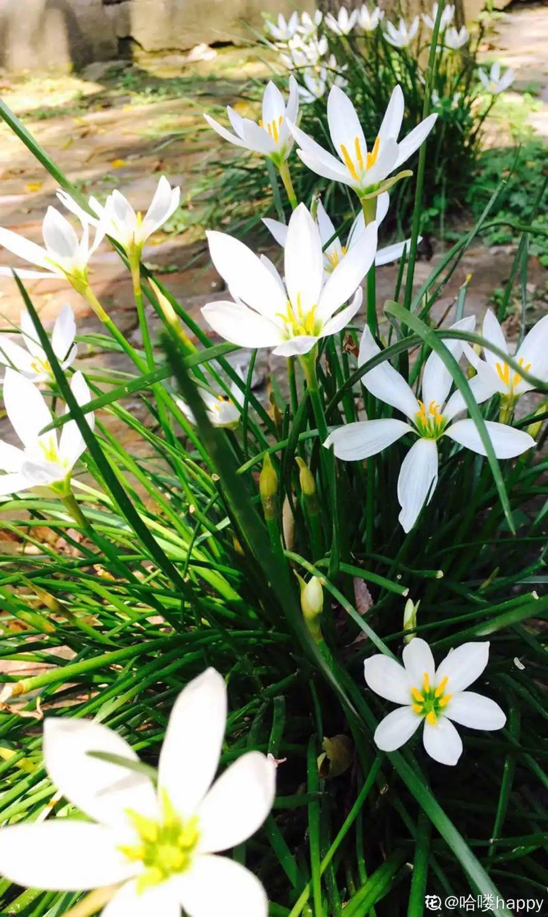 家门口的有毒花，千万别乱碰，有小孩的注意！