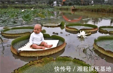 宝宝|男子将宝宝放在荷叶上,随后发生的事,让路人难以接受