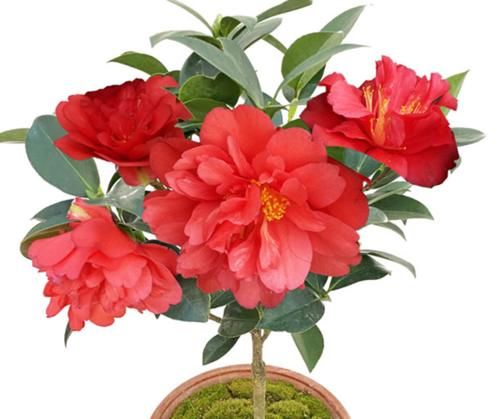 叶子|茶花和杜鹃花有“四怕三要”，弄清楚，叶子就不会发黄掉落了