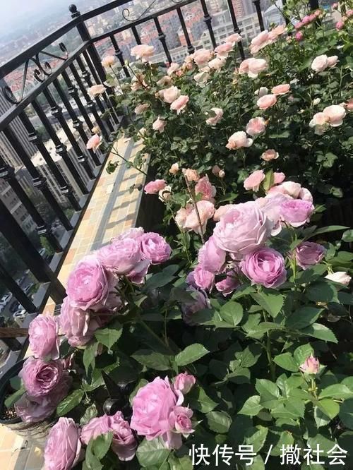 如果你有5个“坏习惯”,恭喜你,是养花高手!