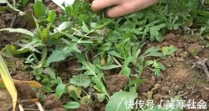 野味|农村有一种野味,叶子极为珍贵,外面一斤20元农村人都吃过