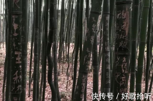 竹林|罕见！这里的竹子“先弯后直”，移到别处就不再扭拐，至今无解