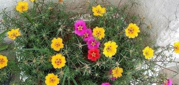 此种花,可以连开5个月,高端大气比牡丹美,掰个枝又长一棵