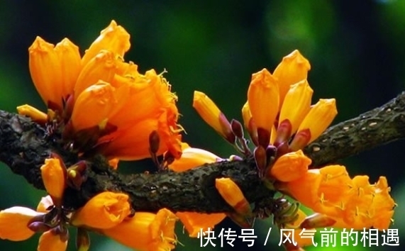 老鹰|它被哈尼族将其称之为''阿茨麻哈能'',傣族则称之为''埋糯比''