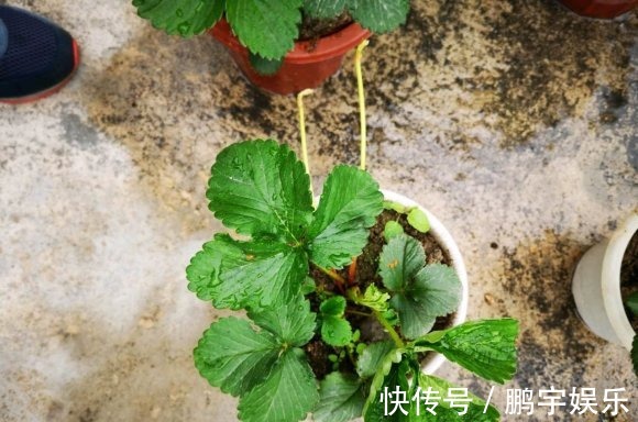 杜鹃花|3种花要休眠了,快别浇水了,再浇就死了!