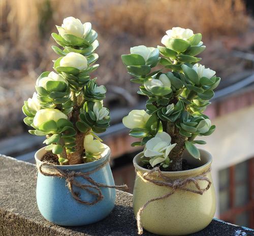 长势|5种容易养成老桩的多肉,一养就能成功,越养越美,适合新手