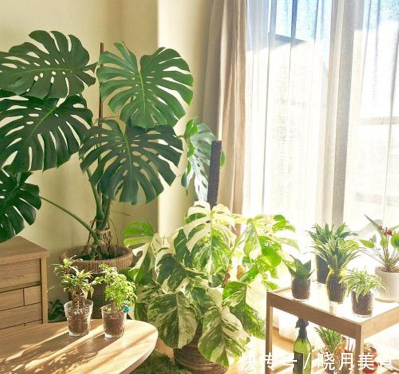 龟背竹|5种“大盆花”适合养客厅,旺家有格调,吉祥好养,易成“老桩”