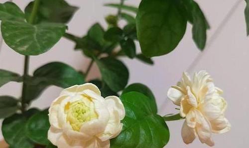 开花|茉莉花叶片焦枯,有2种“病因”,避开养护,生长不断,开花爆盆