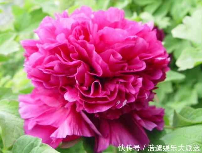 菊花|喜欢菊花，不如养盆“花中精品”赵粉牡丹，花形丰满，芳香馥郁
