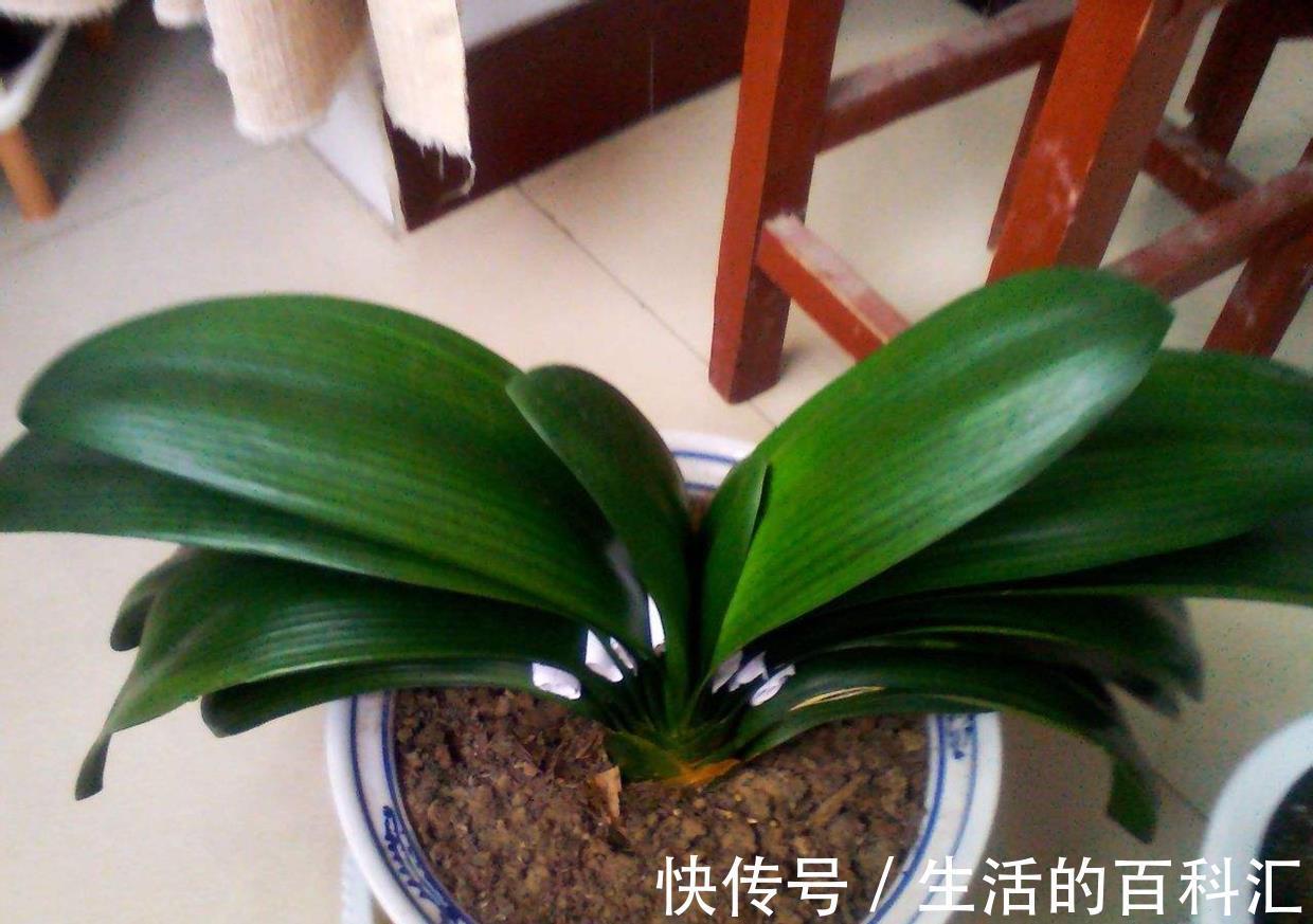 君子兰|秋天养君子兰，做好3件事，叶片厚又亮，花箭窜一米