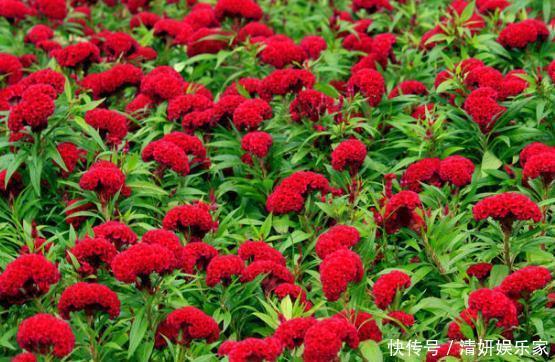 菊花|喜欢菊花，不如养盆“鸡之桂冠”鸡冠花，美轮美奂 花开富贵