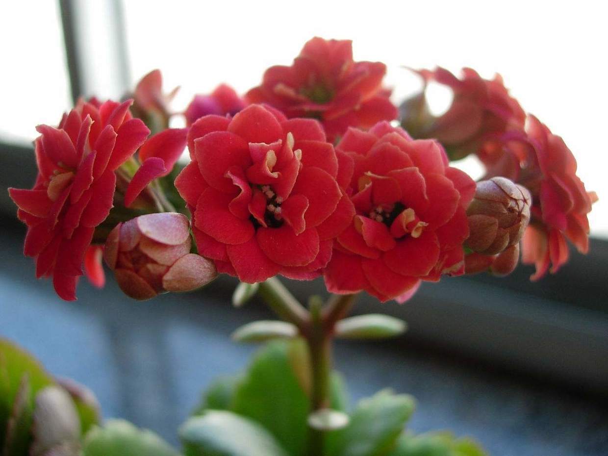 小花|秋养长寿花需要做很多，具体养护步骤都有了，再不打理就晚了