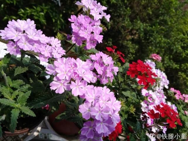 美人般的花，花开瞬间美到窒息，谁见都夸