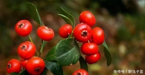 有机酸|想长寿的人,要坚持吃三种食物,补镁补钙,增强体质,好处多多