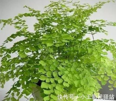 养护|5种“耐阴花”,家里采光差,一样常开花,高端大气又好养