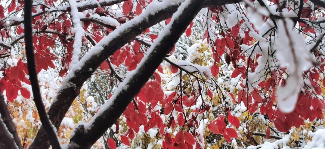 赵建民|临洮今秋第一场雪，比以往来得更早一些……