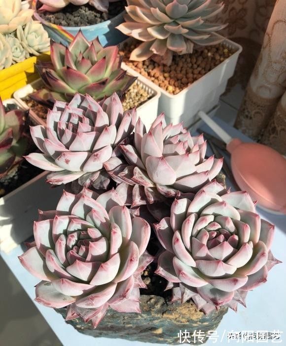 露养的多肉,可以长时间淋雨吗?肯定可以淋,而且不会黑腐