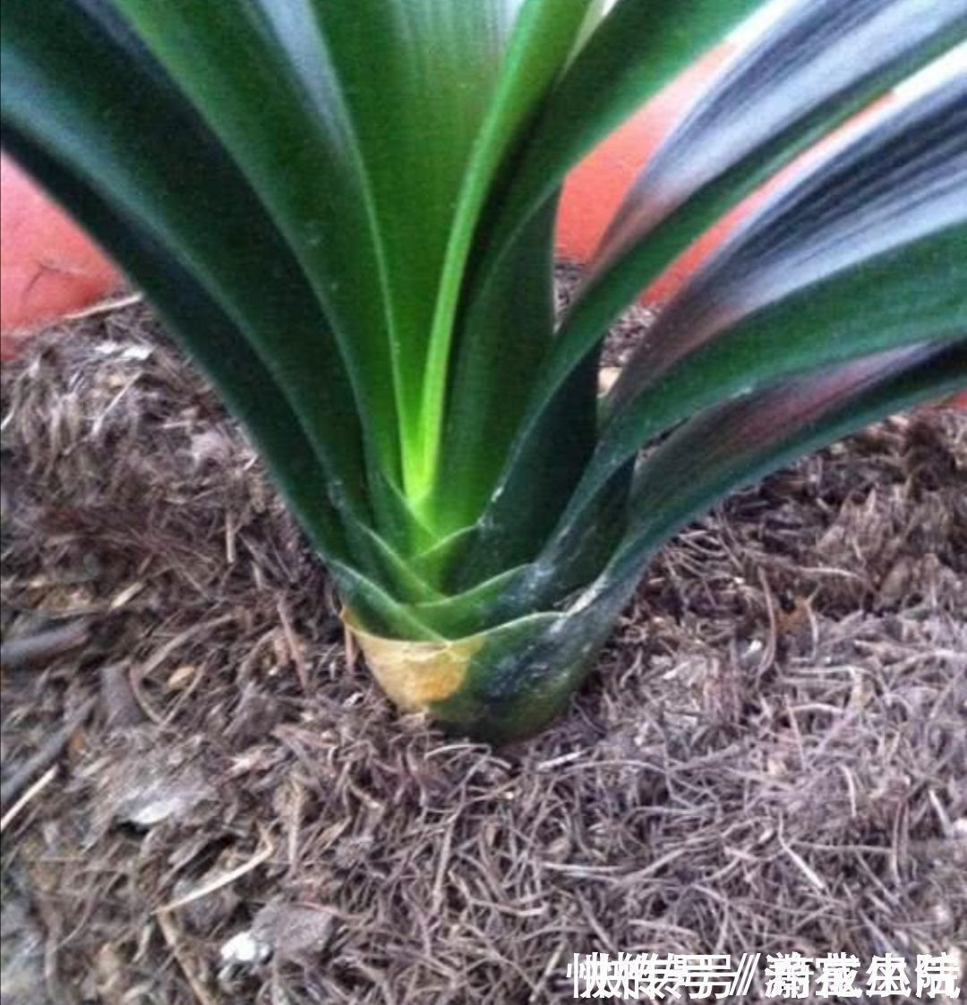 采集|干松针采集后，怎样处理才能用来养花？教你松针土制作方法