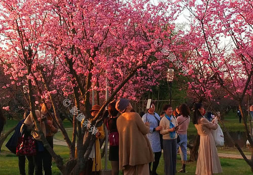 来橘子洲赏花，人比花多，游客为拍照“爬树爬石头”素质去哪了？