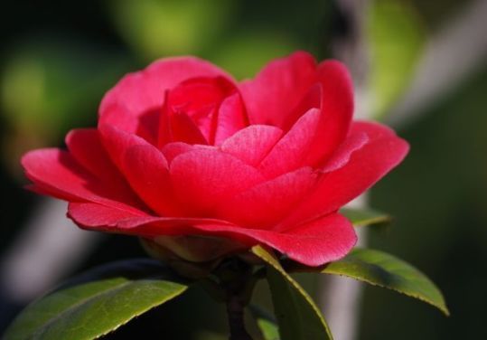 阳台|6月15日开始,养花试试这几款,美爆阳台,四季有花赏