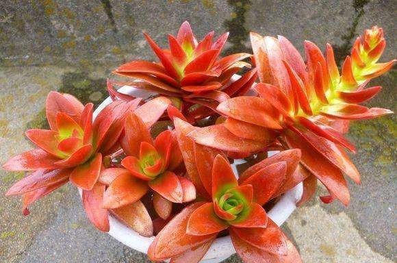 盘点10种“容易度夏”多肉,南北方花友,随便选、随便养