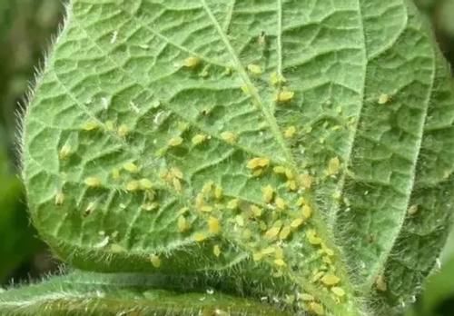 花草盆栽生红蜘蛛、蚜虫，别光粗暴地用手抓！