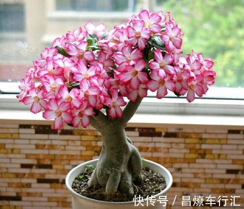 这些花适合“穷养”,大花盆长不好开花少,很多新手都混淆了