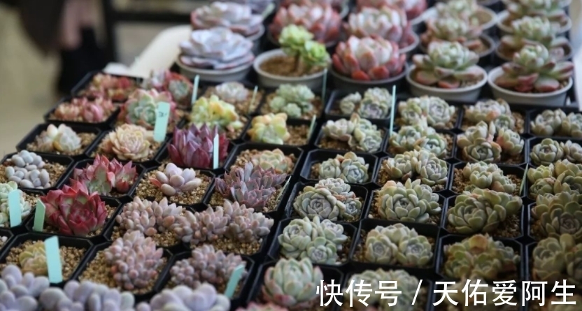 多肉|这5种十二卷属多肉养护简单,盆栽不易黑腐烂根,值得新人入坑