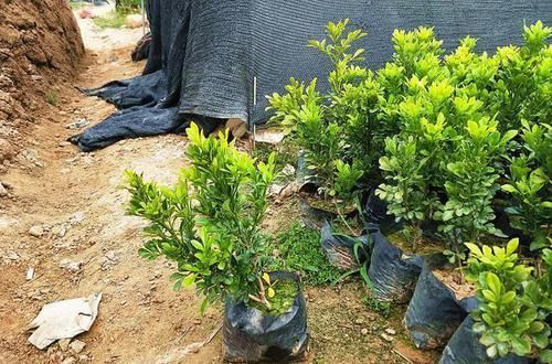  关键|养盆米兰花，土壤硬邦邦！下水洗个澡，浑身“舒坦”，花开不断