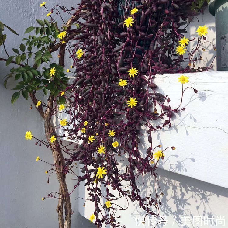 阳台|DIY改造17㎡屋顶花园,忙得不亦乐乎,在喧嚣城市打造一隅静谧