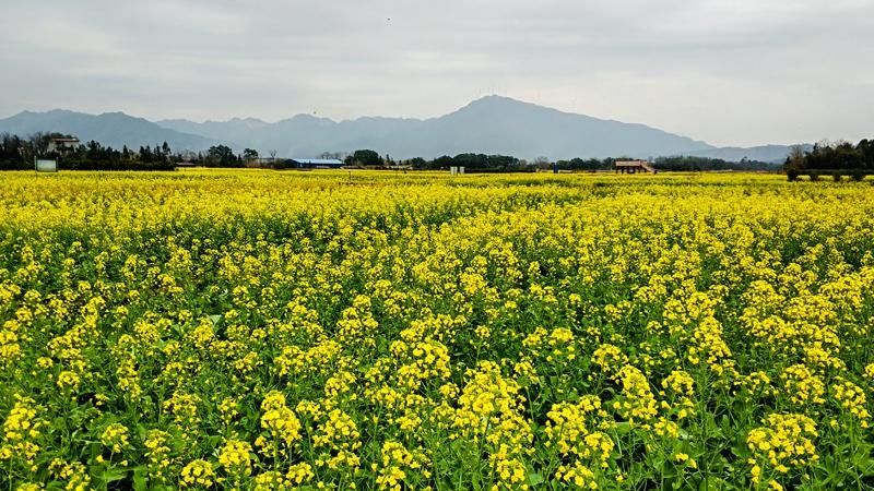 灵川：又到油菜花黄时