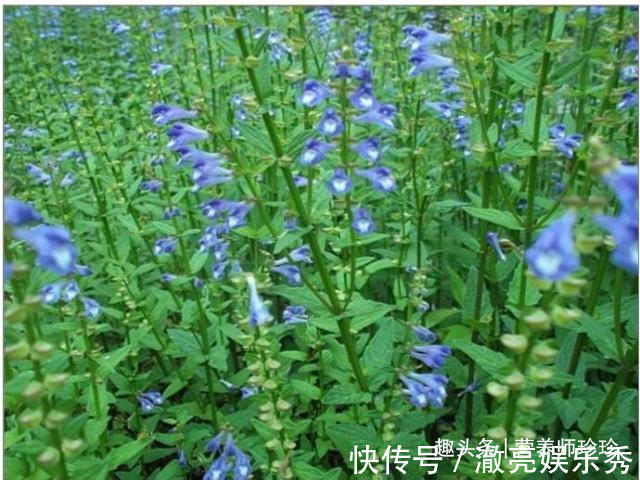 2种野草,名字相似,作用却大不同,价值很珍贵,若遇见,请珍惜