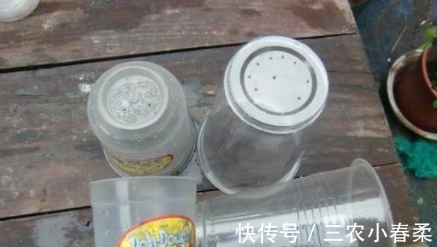 扦插|天竺葵扦插繁殖, 一盆变多盆, 夏天长爆盆!