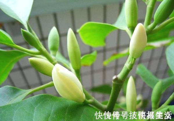 净化|绿萝抓紧扔了!此花净化空气效果是绿萝十倍,比桂花香,沾土就活