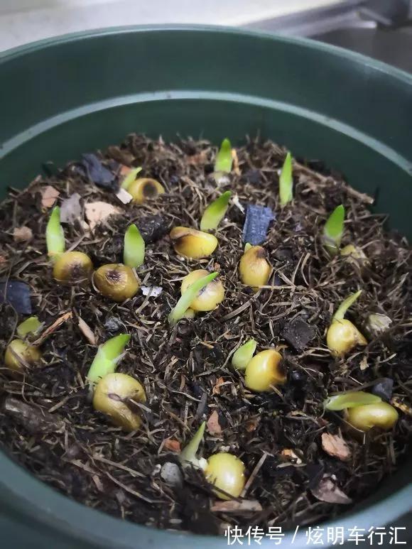 君子兰|3种“碎渣渣”,是养花的好材料,掺土里花儿蹭蹭长,开爆盆!